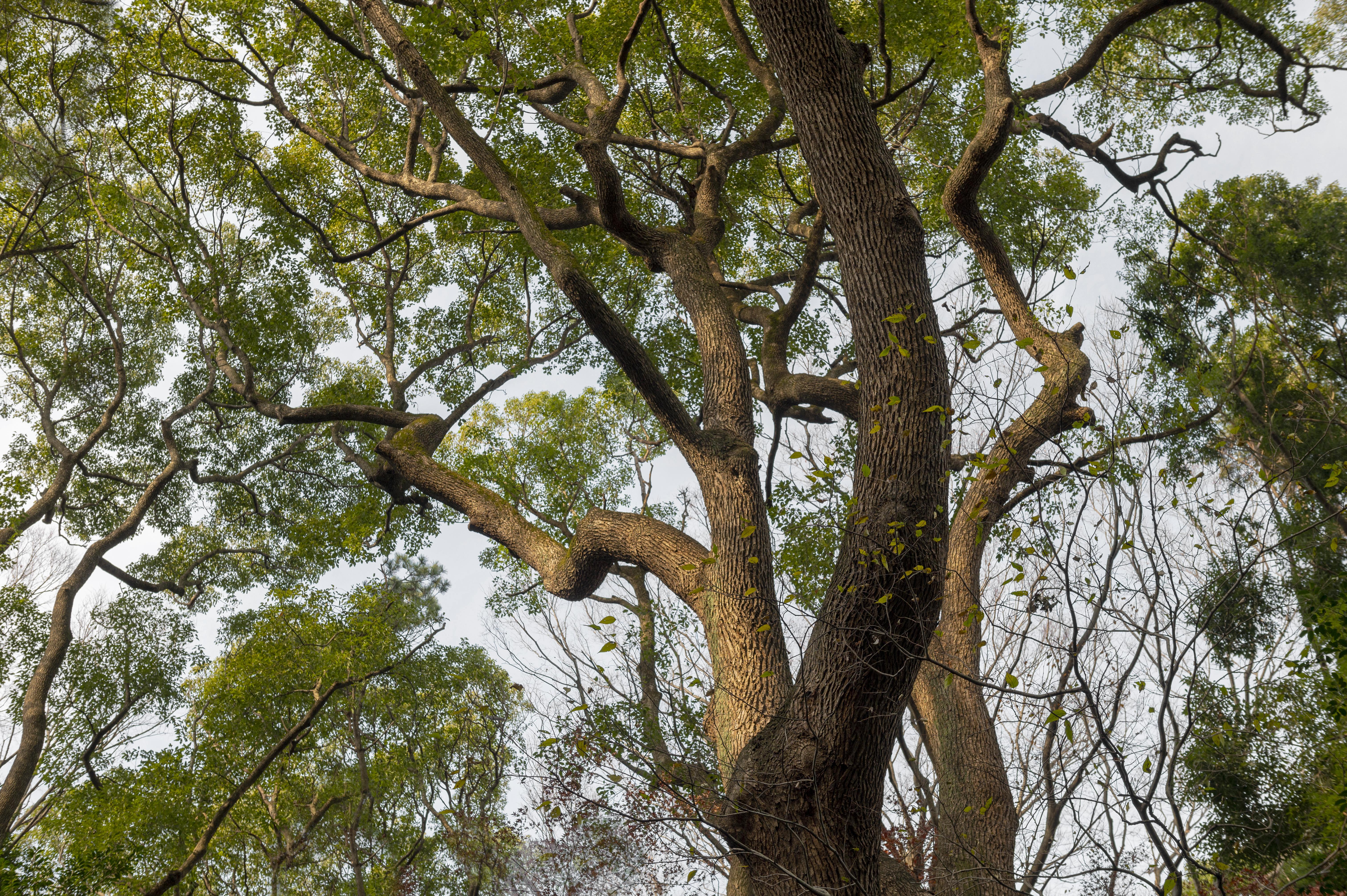 Billedet viser et Jatoba Tree