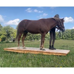 endenu et bilelde af Hestevippe 1,2x3 m.